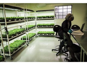 On Tuesday, the day before recreational pot is legalized, two doctors on opposite sides of the issue will participate in a live streamed debate sponsored by the College of Family Physicians of Canada. An employee monitors young marijuana in a grow room during a tour of the Sundial Growers Inc. marijuana cultivation facility in Olds, Alta., Wednesday, Oct. 10, 2018.