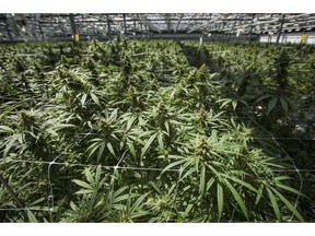 Mature cannabis plants are photographed at the CannTrust Niagara Greenhouse Facility during the grand opening event in Fenwick, Ont., on June 26, 2018. Legal cannabis is set to usher in a wave of high-value, age-restricted parcels in the mail system, and delivery companies say they're ready. The test of the system will come as Ontario relies entirely on the postal system for deliveries when pot is legalized on Wednesday while other provinces expect to see a fair portion of sales from online.