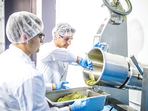 Ground cannabis being prepped for crude oil extraction.