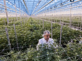 A worker inspects cannabis plants growing in a greenhouse at the Hexo Corp. facility in Gatineau, Quebec.