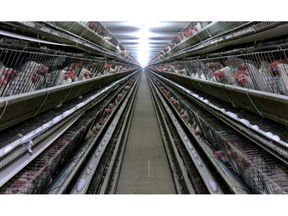 FILE - In this Sept. 28, 2007, file photo, chickens appear at a chicken house near Livingston, Calif. If approved by voters in November, Proposition 12 would set size requirements on the coops and cages used to contain breeding pigs, veal calves and egg-laying hens. It would also require all egg-laying hens to be raised in cage-free conditions by 2022.