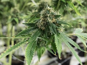 Marijuana becomes legal in Canada Wednesday.