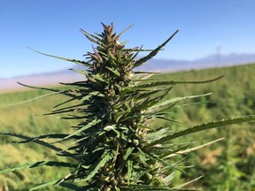 A cannabis plant growing on one of CROP’s farms. CROP is an acronym for Cannabis Real Estate Opportunity Portfolio, and it offers turnkey services by building, leasing and managing international cannabis and hemp infrastructure.