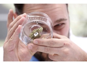 Jean Marc looks at a sample at a cannabis store in Winnipeg, Manitoba, Wednesday, Oct. 17, 2018. Canada became the largest country with a legal national marijuana marketplace as sales began early Wednesday.