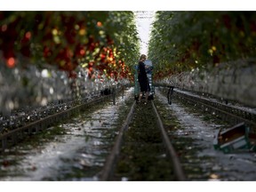 A worker picks tomatoes hanging from vines in the family-run Lans greenhouses in Maasdijk, Netherlands, Wednesday, Oct. 10, 2018.  For years, the Dutch agriculture, horticulture and logistics industries have been refined so that if a supermarket in London suddenly wants more tomatoes it can get them from the greenhouse to the store shelf in a matter of hours. The seamless customs union and single market within the European Union have, for decades, eradicated customs checks and minimized waiting at borders.