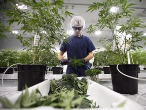 A worker processes medical marijuana at Canopy Growth Corporation's Tweed facility in Smiths Falls, Ont. As long as they are not travelling on business, Canadian pot workers should be OK crossing the U.S. border, authorities say.