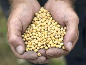 Soybeans at a farm near London, Ontario. Since China slapped tariffs on U.S. soybeans , Ontario soybean growers have seen their prices drop.