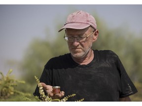 In this Monday, Sept. 17, 2018 photo, Guy Erlich holds a jar of Frankincense honey at his farm near Almog, an Israeli settlement and kibbutz in the Jordan Valley, in the West Bank. Erlich is cashing in by producing exotic honey from a rare tree that produces frankincense -- the resin once worth its weight in gold and venerated in the Bible. But the Palestinians and the vast majority of the international community consider Israeli settlements in the West Bank, along with their use of local natural resources, to be illegal.