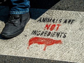 A person walks on a vegan slogan painted on a crosswalk and reading "animals are not ingredients” in a street of Lille, northern France. Beyond Advisors of St. Helier, Jersey, off the coast of France, has registered with the Securities and Exchange Commission to start trading the U.S. Vegan Climate ETF.