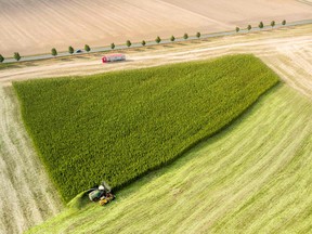 A marijuana field is harvested in Germany. Such a crop would not be so acceptable in parts of Manitoba.