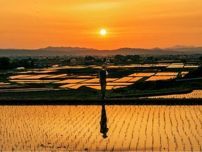 The Grand Prize "Hope for good harvest" Photographer: Cheng Tongjun (From China), Location: Aizuwakamatsu, Fukushima Prefecture, Japan