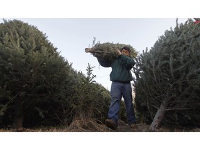 FILE - In this Nov. 2011 file photo, Joseph Kang carries a Christmas tree as he restocks the inventory at Noel's tree farm in Litchfield, N.H. A tight supply of Christmas trees this season could force consumers to not get the exact tree type they want, but there are enough evergreens to go around.