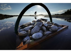 FILE - In this Sept. 2, 2016, file photo, a friend's basket of clams sit in the water as Mike Suprin, of Rollinsford, N.H., calls it a day after filling his basket with softshell clams at Cape Porpoise in Kennebunkport, Maine. A study by National Oceanic and Atmospheric Administration scientists released in 2018 concluded that valuable species of shellfish, including softshell clams, have become harder to find on the East Coast because of degraded habitats caused by a warming environment.