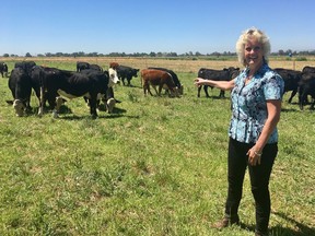 In this July 11, 2018 photo, animal geneticist Alison Van Eenennaam of the University of California, Davis, points to a group of dairy calves that won't have to be de-horned thanks to gene editing. The calves are descended from a bull genetically altered to be hornless, and the company behind the work, Recombinetics, says gene-edited traits could ease animal suffering and improve productivity.