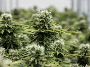 Flowering medical marijuana plants are photographed at Canopy Growth's Tweed location in Smiths Falls, Ont.