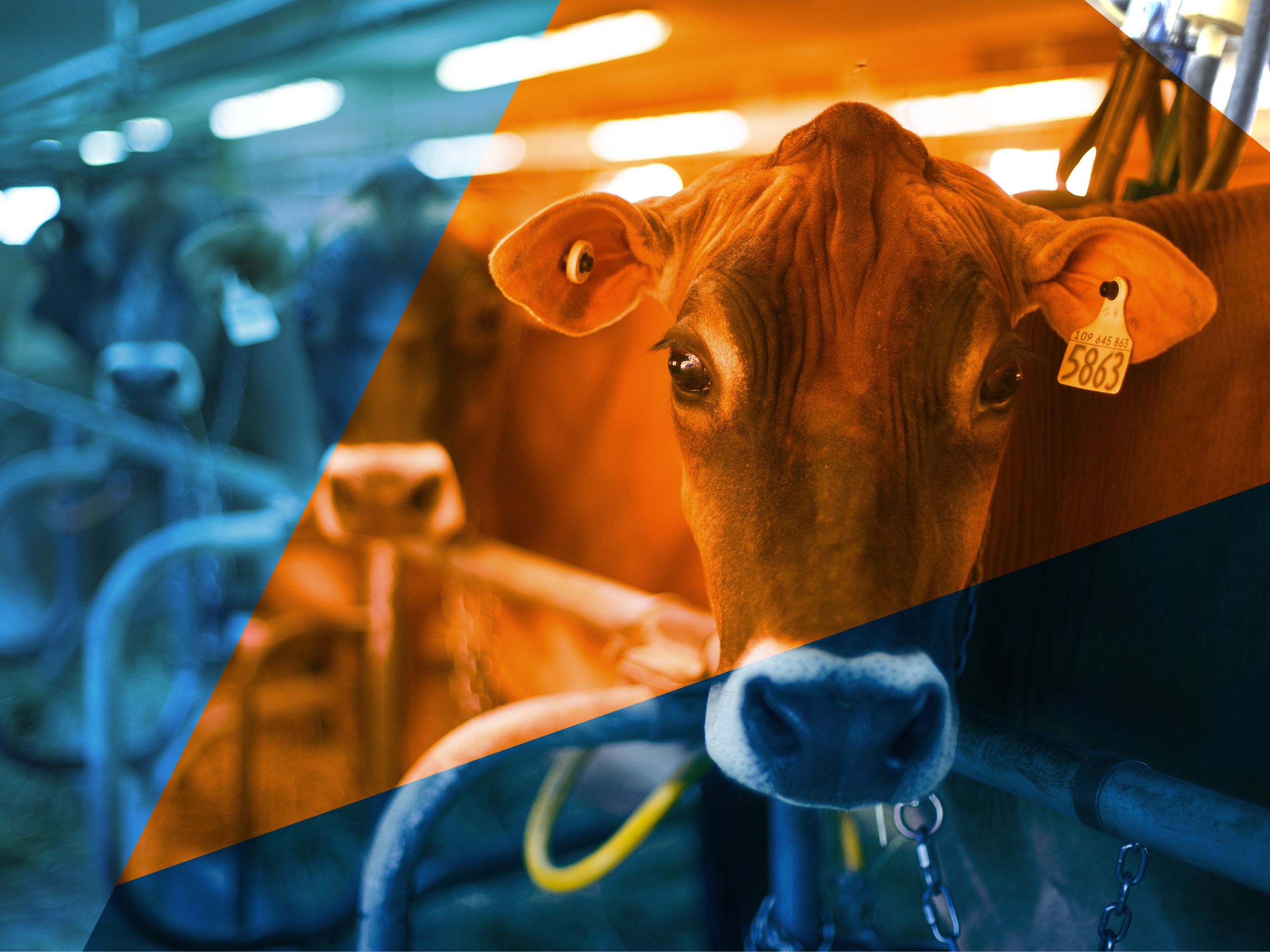Can supply management and innovation coexist? The dairy industry