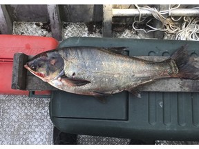 FILE - This June 22, 2017, file photo provided by the Illinois Department of Natural Resources shows a silver carp, a variety of Asian carp, that was caught in the Illinois Waterway below T.J. O'Brien Lock and Dam, approximately nine miles away from Lake Michigan. The U.S. Army Corps of Engineers has released a final $778 million plan to keep Asian carp from reaching the Great Lakes by strengthening defenses at a lock-and-dam complex in Illinois. The price tag is much higher than the estimated cost of a tentative version of the strategy released in 2017. (Illinois Department of Natural Resources via AP, File)