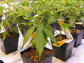 Cannabis seedlings are shown at the new Aurora Cannabis facility, Friday, November 24, 2017 in Montreal. Aurora Cannabis Inc. reported a quarterly profit of $104.2 million, up from nearly $3.6 million a year ago, boosted by an unrealized non-cash gain on derivatives and marketable securities.