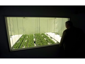 Staff work in a marijuana grow room that can be viewed by at the new visitors centre at Canopy Growths Tweed facility in Smiths Falls, Ont. on Thursday, Aug. 23, 2018. Canopy Growth Corp. reported a loss of $330.6 million in its most recent quarter as it ramped up spending ahead of the legalization of recreational marijuana in Canada.