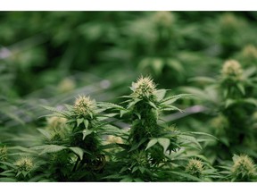 Growing flowers of cannabis intended for the medical marijuana market are shown at OrganiGram in Moncton, N.B., on April 14, 2016. U.S. cannabis companies raised more capital via the Canadian Securities Exchange during the first 10 months of this year than their domestic counterparts, marking that tipping point for the first time.