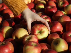 Unlike the vast majority of modern commercial produce, the Honeycrisp apple wasn’t bred to grow, store or ship well. It was bred for taste.