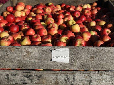 The Curse of the Honeycrisp Apple - Bloomberg