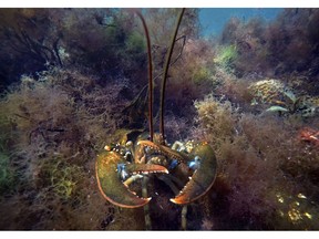 FILE - In this Sept. 10, 2018, file photo a lobster takes a defensive posture as it moves to hide below aquatic plants off the coast of Biddeford, Maine. Trade hostility from across the ocean was supposed to take a snip out of the U.S. lobster business, but the industry is getting a help from Canada with its heavy demand for American lobster. It's a positive sign for the U.S. as the seafood industry struggles with Chinese tariffs.