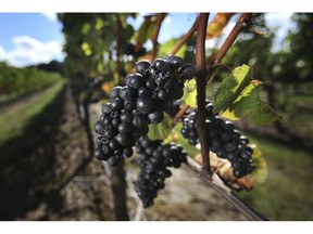 FILE--In this Sept. 26, 2013, file photo, pinot noir grapes await harvest at the Benton-Lane Winery in Monroe, Ore. Officials in Oregon and at a U.S. government agency are similarly finicky, and have told a California winery to back off its claims it makes an Oregon pinot noir.