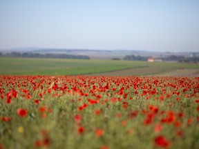 A field of poppies in France.