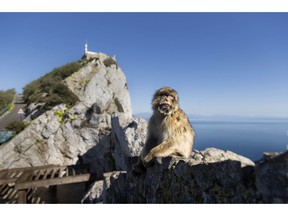 FILE - In this Wednesday, March 1, 2017 file photo, a Barbary macaque, the only free-roaming monkeys in Europe pauses, with the Rock of Gibraltar looming in the background, in the British territory of Gibraltar. Spanish Prime Minister Pedro Sanchez said in a press conference on Wednesday Nov. 21, 2018 that his government is "annoyed" that the divorce agreement being prepared for Britain's exit from the European Union doesn't specify that Gibraltar's future must be decided directly by officials in Madrid and London.