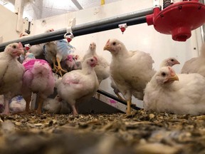 This Friday, Oct. 12, 2018 photo shows chickens under observation at the University of Guelph in Ontario, Canada. Researchers are tracking chicken traits like weight, growth rate and meat quality they hope will be useful to the poultry industry.