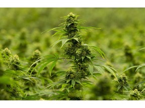 A flowering cannabis plant is seen during a tour of the Hexo Corp. facility in Masson Angers, Que., on October 11, 2018.