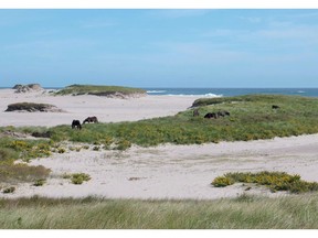 Horses on Sable Island, N.S., are shown in this undated handout photo. Nova Scotia's offshore oil and gas regulator has issued a call for bids for exploration rights surrounding Sable Island, prompting swift condemnation from a coalition of environmental, fishing and tourism groups. The groups are calling for the two new licenses available in the shallow waters off the remote island to be cancelled, and for an immediate moratorium on offshore drilling to be imposed while a public inquiry examines oil and gas development off Nova Scotia's coast.