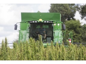 FILE - In this Aug. 16, 2017 file photo, a Calloway, Ky., County farmer, harvests hemp at Murray State University's West Farm in Murray, Ky. Kentucky has laid out its oversight plans for hemp's comeback as a legal commodity in a filing submitted to federal agriculture officials. State Agriculture Commissioner Ryan Quarles sent the plan to the U.S. Department of Agriculture on Thursday, Dec. 20, 2018, the same day President Donald Trump signed the new federal farm bill into law.