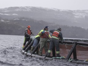 Cooke Aquaculture farmers secure nets at a sea site Newfoundland.
