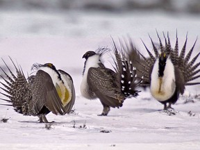 FILE - In this April 20, 2013 file photo, male greater sage grouse perform mating rituals for a female grouse, not pictured, on a lake outside Walden, Colo. The Trump administration is advancing plans to ease restrictions on oil and gas drilling and other activities on huge swaths of land in the American West that were put in place to protect an imperiled bird species. Land management plans released Thursday, Dec. 6, 2018, would open more areas to leasing and allow waivers for drilling pads to encroach into the bird's habitat. That would reverse protections for greater sage grouse enacted in 2015, under President Barack Obama.