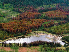 Pines killed by mountain pine beetle infestation in the 100 Mile House are of British Columbia glow red among the green of other trees.