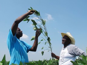 FILE - In this June 25, 2018, file photo, Tyrone Grayer, left, and David Allen Hall inspect a soybean plant at their farm in Parchman, Miss. A judge is ordering settlement talks in a lawsuit filed by black farmers from Mississippi and Tennessee including Hall and Grayer, who claim Stine Seed Co. sold them faulty soybean seeds because of their race.