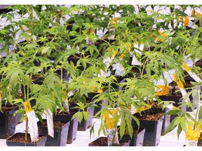 Cannabis seedlings are shown at the new Aurora Cannabis facilty, Friday, November 24, 2017 in Montreal. Aurora Cannabis Inc. says it expects to report second-quarter revenue of between $50 million and $55 million.