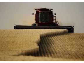 Winter wheat is harvested in a field near McCracken, Kan.on June 15, 2018. Canada's wheat exports to China jumped nearly 200 per cent from January to November 2018 as the Asian country stopped buying from American farmers amid a tariff dispute.