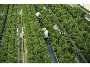 Staff work in a marijuana grow room that can be viewed by at the new visitors centre at Canopy Growths Tweed facility in Smiths Falls, Ont., on August 23, 2018. Canopy Growth Corp. says it has been granted a licence by New York State to process and produce hemp. The company says it will work to help establish a hemp industrial park and plans to invest between US$100 million and US$150 million in its New York operations.