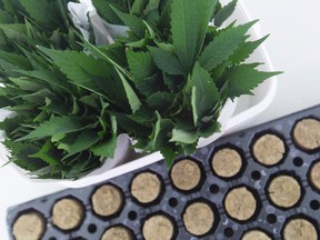 Marijuana cuttings for propagation are seen at Aphria Inc. in Leamington, Ont. Aphria reports its second quarter results on Jan. 11.