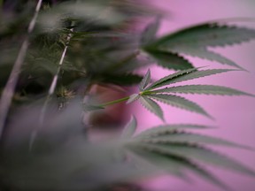 Marijuana plants at Aphria's greenhouse in Leamington, Ont.