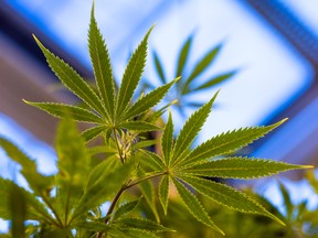 Cannabis leaves in a greenhouse.