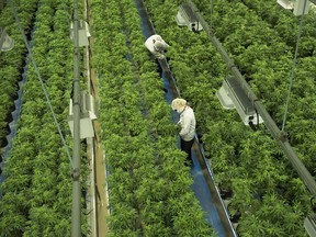 Staff work in a marijuana grow room at Canopy Growths Tweed facility in Smiths Falls, Ont.