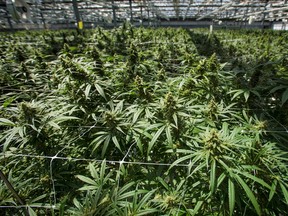 CannTrust received permission to expand its cannabis growing space in the Niagara region.