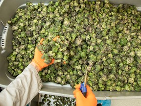Canopy Growth workers trim marijuana plants in the Tweed facility in Smiths Falls, Ont.