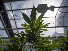 Pelham, Ont., has banned any new cannabis cultivation facilities and existing ones are prohibited from expanding for one year.