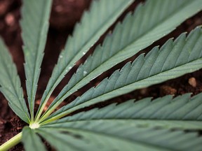 The leaf of a hemp plant. The U.S. farm bill legalized hemp and hemp-derived cannabidiol last month, creating a rush among Canadian pot firms that were previously unable to enter the U.S. market.