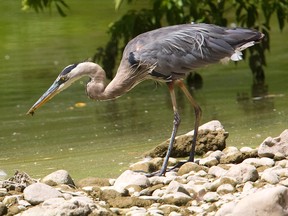 A great blue heron in London, Ont. Syncrude has pleaded guilty and been fined more than $2.7 million in the deaths of 31 great blue herons at one of its oilsands mines.